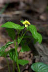 Downy yellow violet